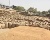 गेहूं खरीद में हुआ बड़ा घोटाला,जाँच की माँग,गेहूं के भाव खरीदी गयी मिट्टी